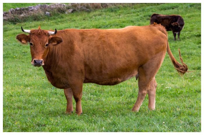 Sapi limosin