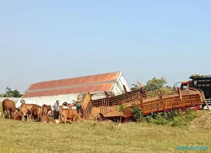Truk diseruduk, enam sapi tewas melompat dari truk