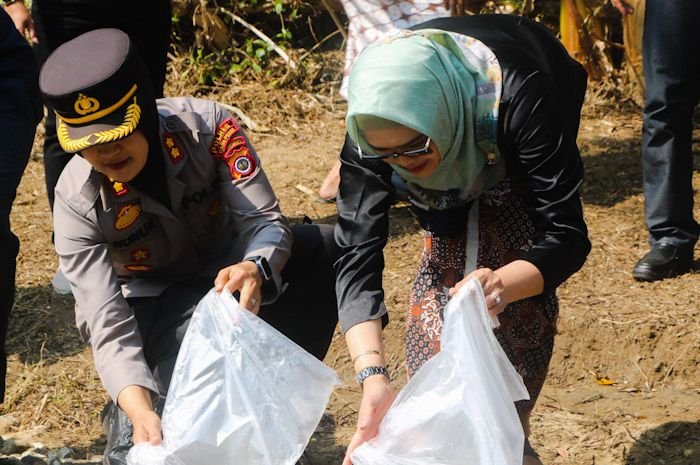 Pelepasan ikan endemik pada acara Jaga Kaliku